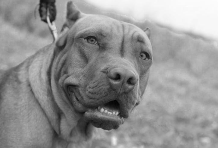 Perro sale de una casa y ataca a niña en la zona 5