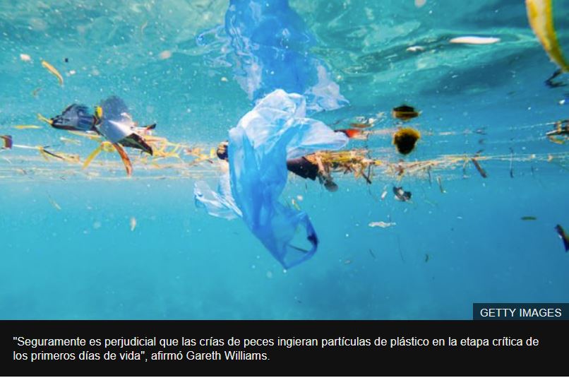 El paraíso turístico en el que hay 7 veces más plástico que peces