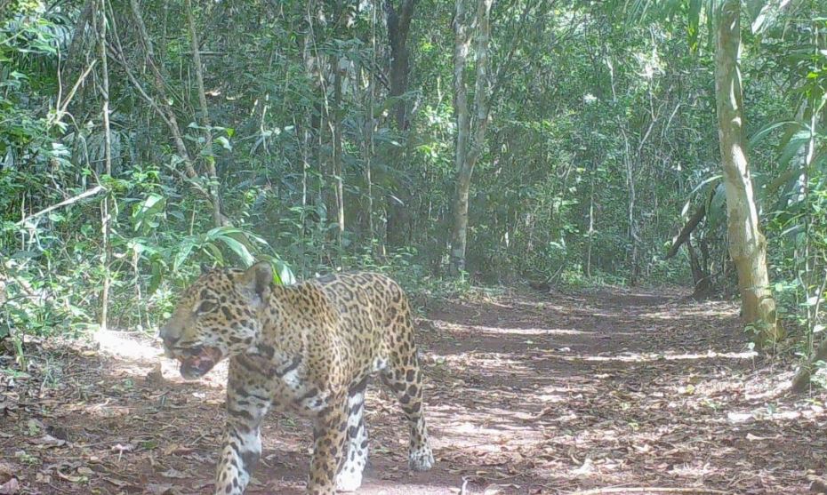 Jaguar fue captado por una cámara cuando se movilizaba por la selva petenera