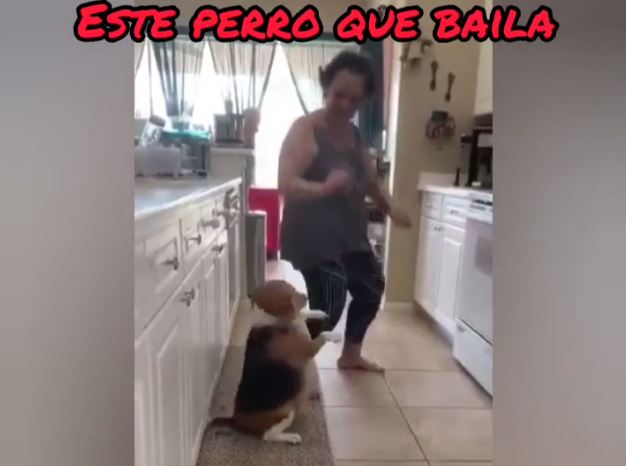 Video: Vea las habilidades de este perro para el baile