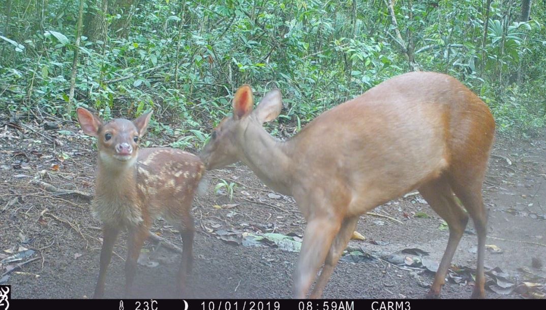 Vea las especies que han sido captadas por cámaras en Carmelita en la selva de Petén