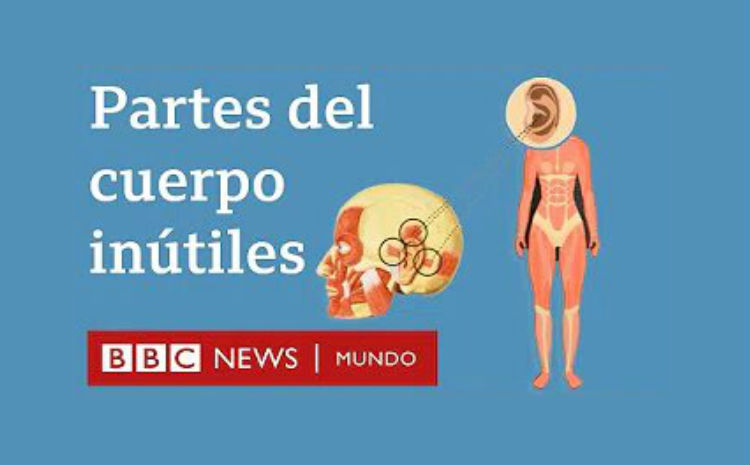 6 partes del cuerpo que ya no necesitamos para nada