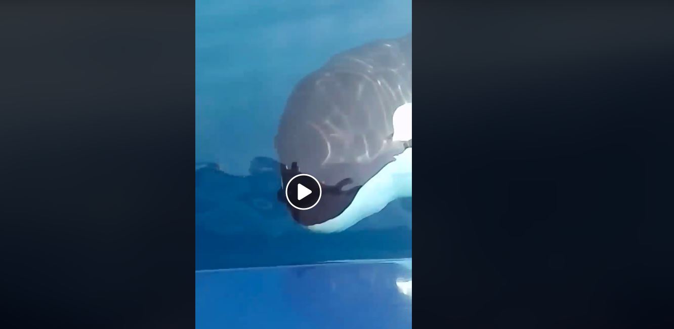 Manada de orcas sorprende a turistas en Las Lisas