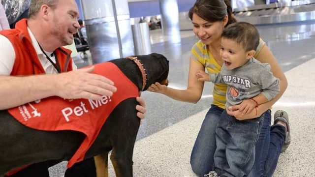Perros antiestrés, anfitriones de lujo en el aeropuerto de Los Ángeles