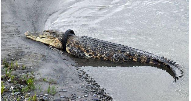 Ofrecen recompensa al valiente que le quite un neumático del cuello a cocodrilo