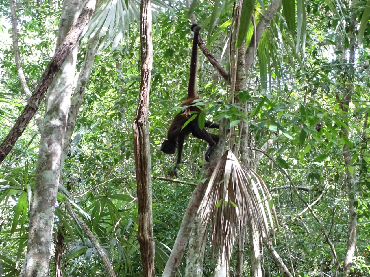 Monos regresan a la selva de donde fueron sacados por traficantes