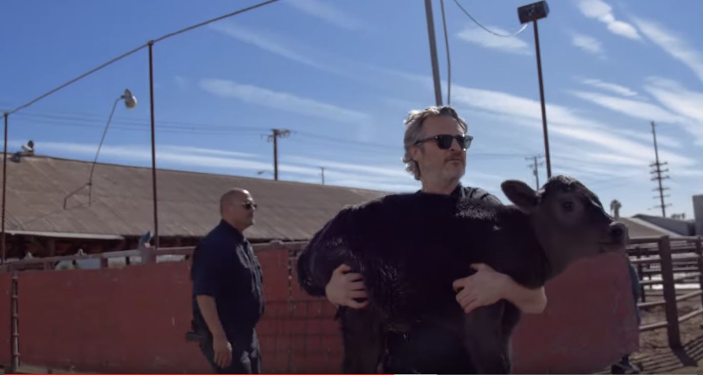 Joaquin Phoenix (el Joker) sorprende y salva a una vaca y su cría del matadero