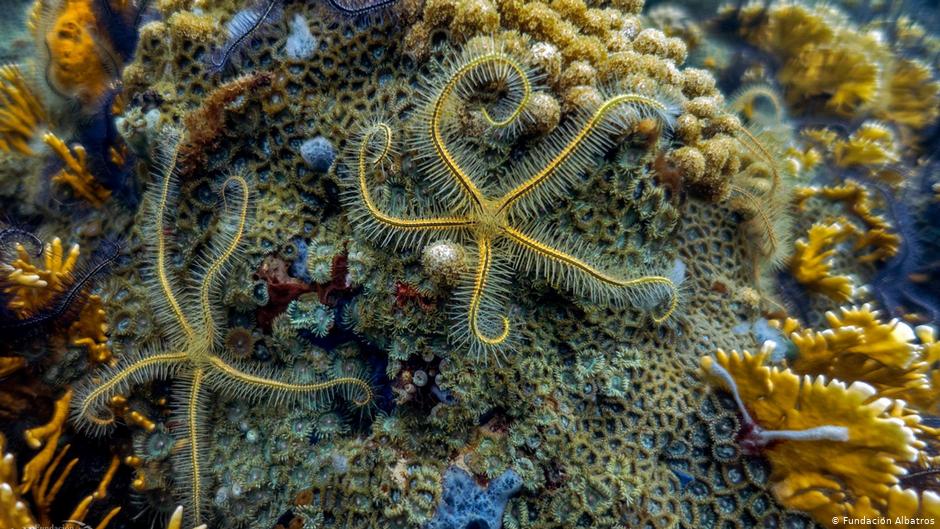 Arrecife Mesoamericano: su protección es más importante que nunca