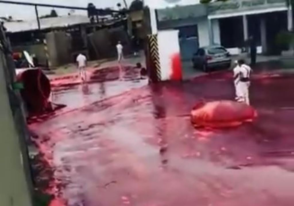 ¡Aterrador! Miles de litros de sangre de res corren por calles de Argentina