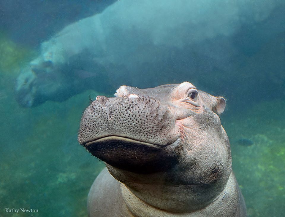 Fiona, la hermosa hipopótamo que se cree delfín y que tiene miles de seguidores