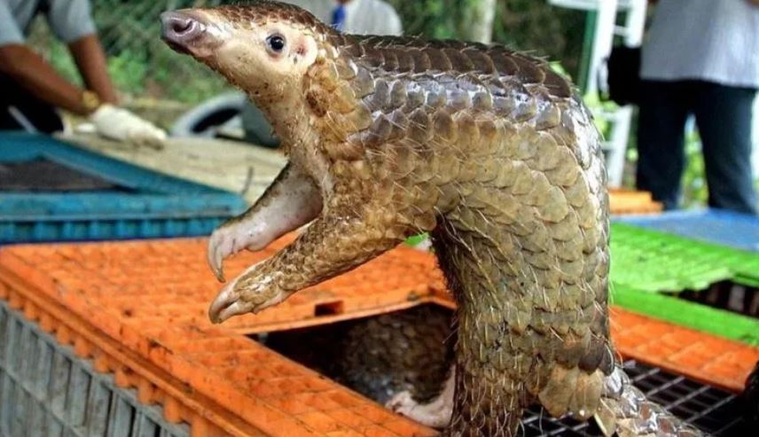 Coronavirus: cómo se estrecha el cerco sobre el pangolín como probable transmisor del patógeno que causa el covid-19
