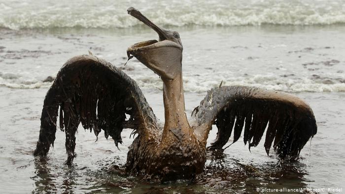 Vida silvestre del golfo de México continúa afectada por derrame de crudo