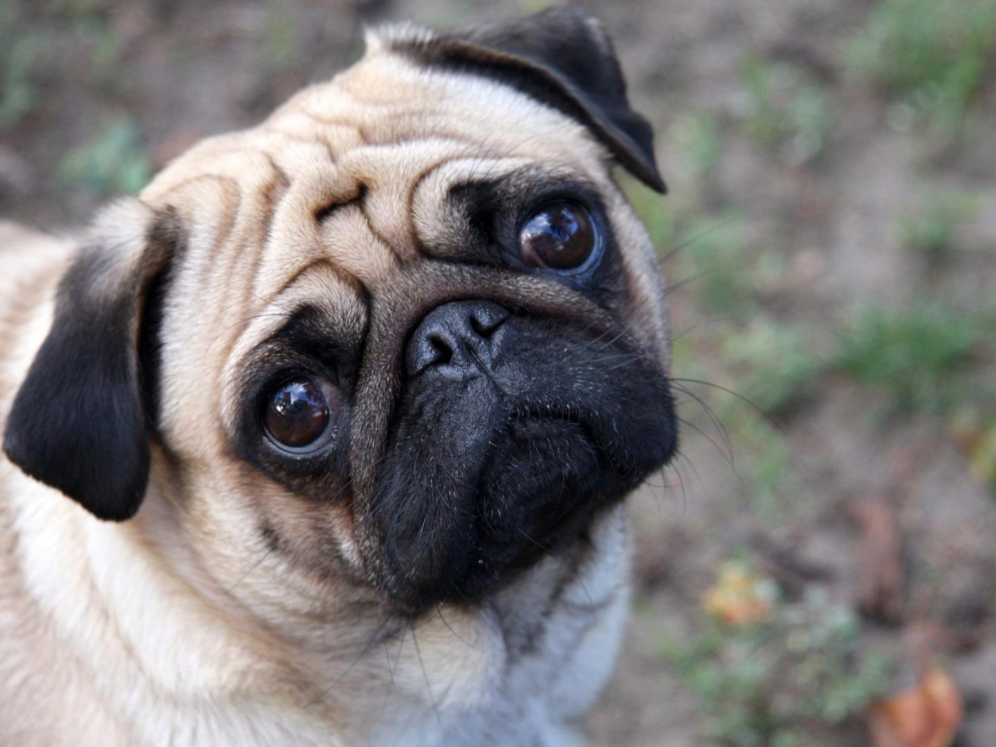 Coronavirus: Winston, el primer perro contagiado con covid-19 en Estados Unidos