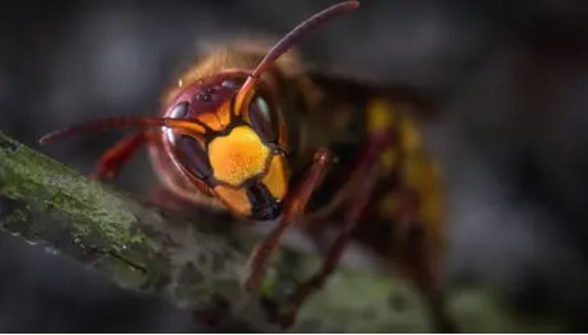 Alerta en EE. UU. ante la llegada de un avispón gigante asiático que podría ser letal para los humanos y las abejas