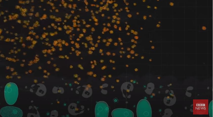 Cómo mutan los virus y cómo podría evolucionar el coronavirus