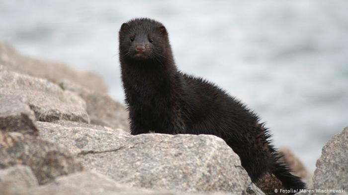 Países Bajos: alertan de posible contagio propagado por visones