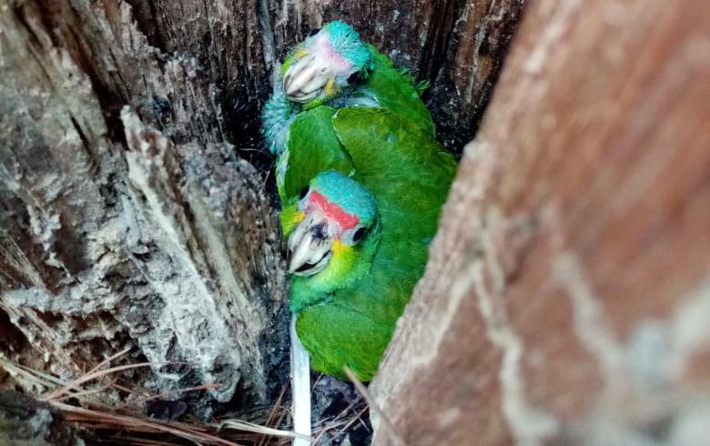 Traficantes dejan tirada una caja con loros en Izabal que luego murieron asfixiados