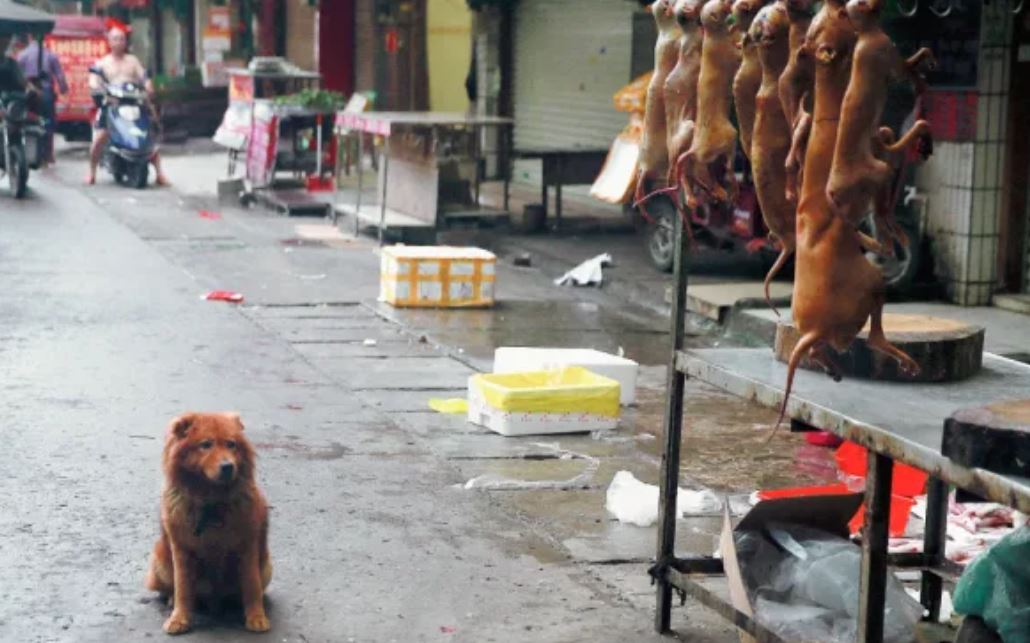 China prohíbe criar perros para su consumo humano al no considerarlos ganado