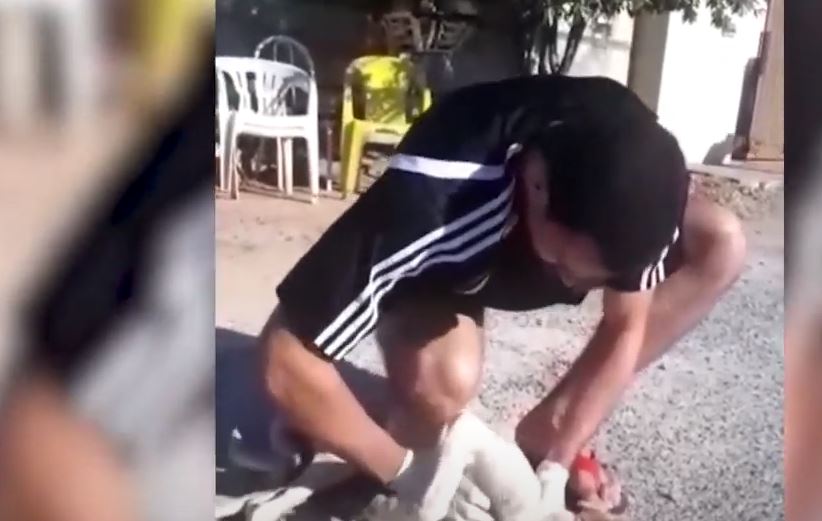 VIDEO: el conmovedor momento en el que reviven a un perrito de la calle