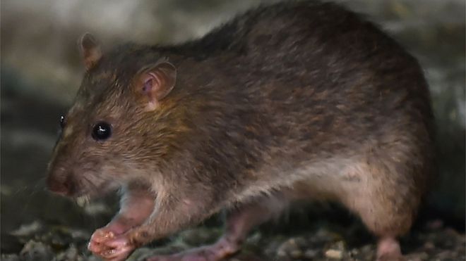 Por qué las ratas se han vuelto agresivas durante la emergencia del coronavirus en EE. UU.