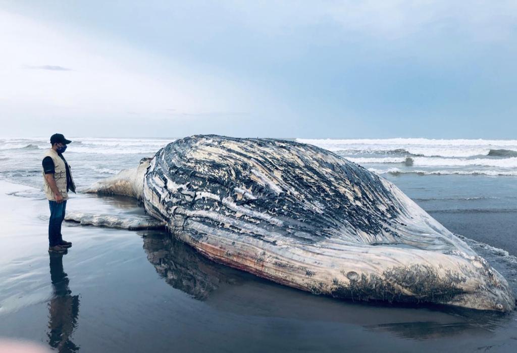 Pescadores de Tulate se sorprenden al ver flotar el cadáver de una ballena jorobada