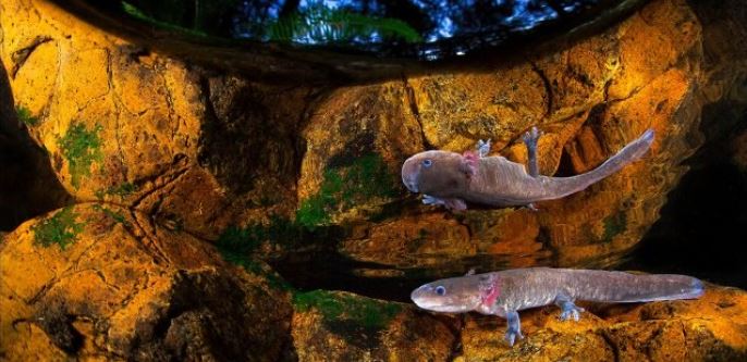 Estas impresionantes fotos ganaron en Big Picture Natural World Photography 2020