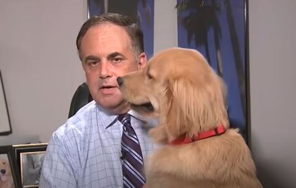“Brody”, el perro de un presentador del clima, irrumpe en plena transmisión en vivo