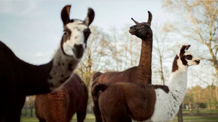 Cientificos descubren que los anticuerpos de la llama podrían ser el secreto contra el coronavirus