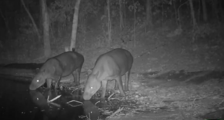VIDEO: Cámara capta ataque de cocodrilo contra tapires en Petén