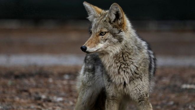 Las controvertidas “bombas de cianuro” que Estados Unidos usa para matar decenas de miles de animales salvajes