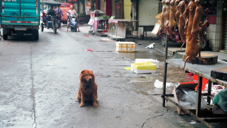 La fiesta de la carne de perro en China, victima colateral del coronavirus