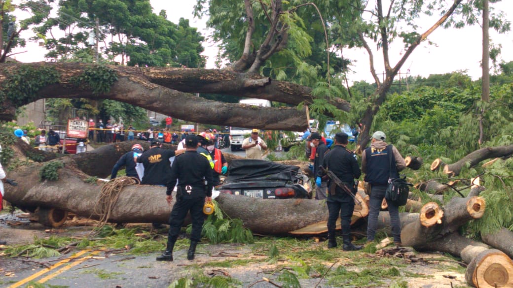 Hombre muere al caerle un árbol encima mientras manejaba a su trabajo