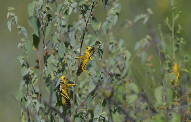 Inundaciones, coronavirus y ahora plaga de langostas en el este de África