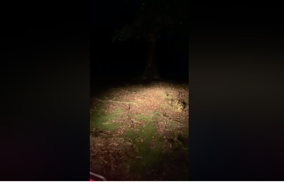 Aullidos en Tikal: El Conap da a conocer qué fue el extraño sonido que grabó un guardaparques en esta ciudad maya