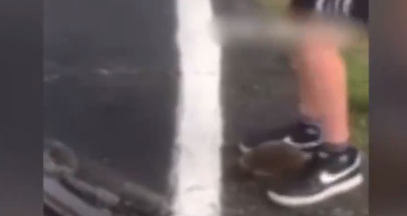 VIDEO: indignación en Italia por un erizo al que mataron por usarlo como pelota