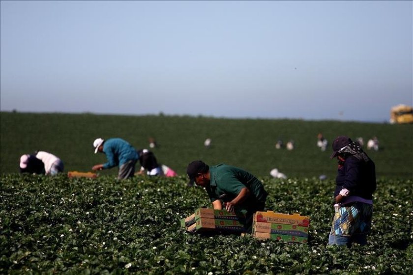 “No somos sardinas enlatadas”: el mensaje al gobernador de Florida por trato despectivo a trabajadores