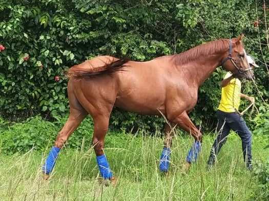 Se roban un caballo purasangre en Venezuela y se lo comen