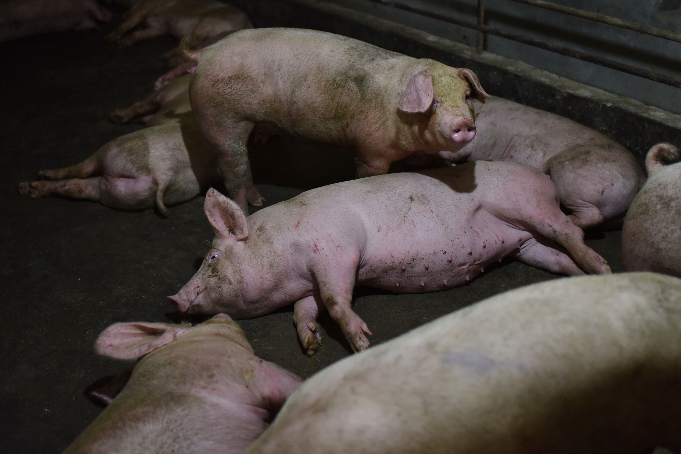 Las razones por las que los científicos chinos alertan sobre una nueva cepa de gripe porcina que podría ocasionar otra pandemia