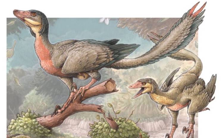 Cómo era el pequeño dinosaurio carnívoro con alas descubierto en Argentina