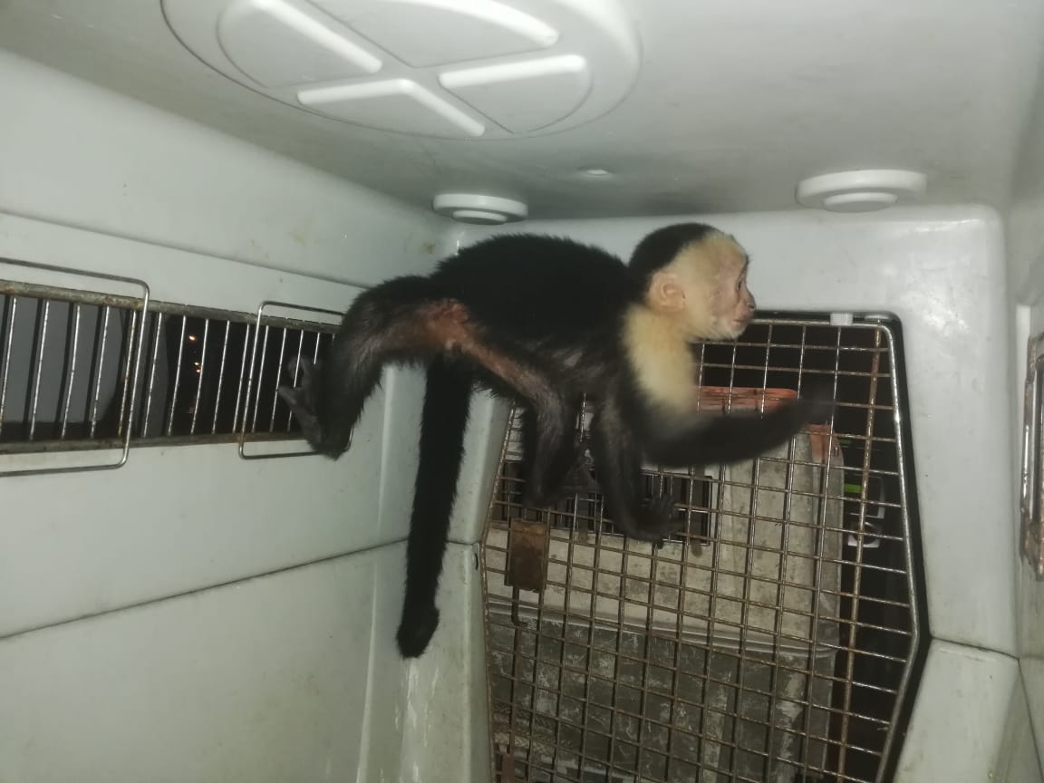 Así fue el rescate de dos monos en Mixco