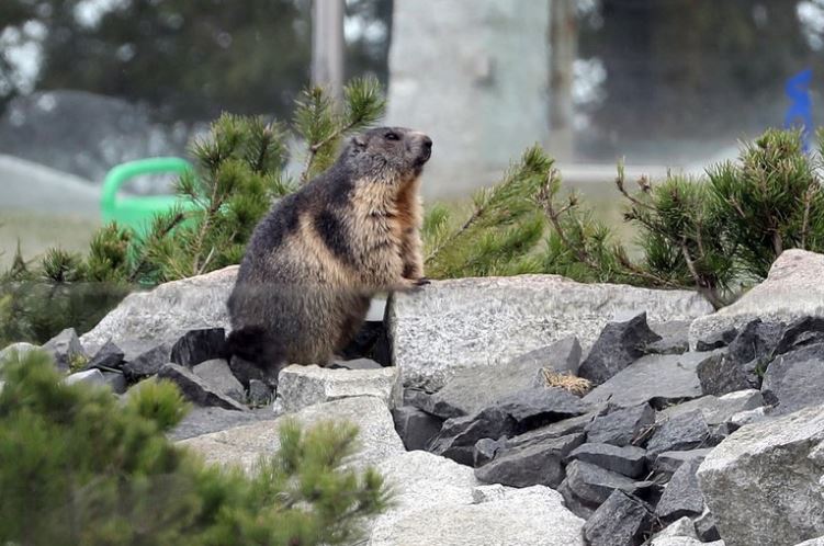 Peste bubónica: Cuidad de Mongolia está en cuarentena obligada por brote a causa de consumo de carne de marmota