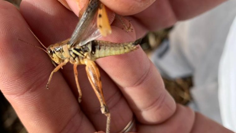 Langosta centroamericana y otras plagas que están afectando a Guatemala