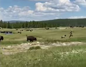 Se hizo la muerta para evitar ataque de un bisonte en Estados Unidos