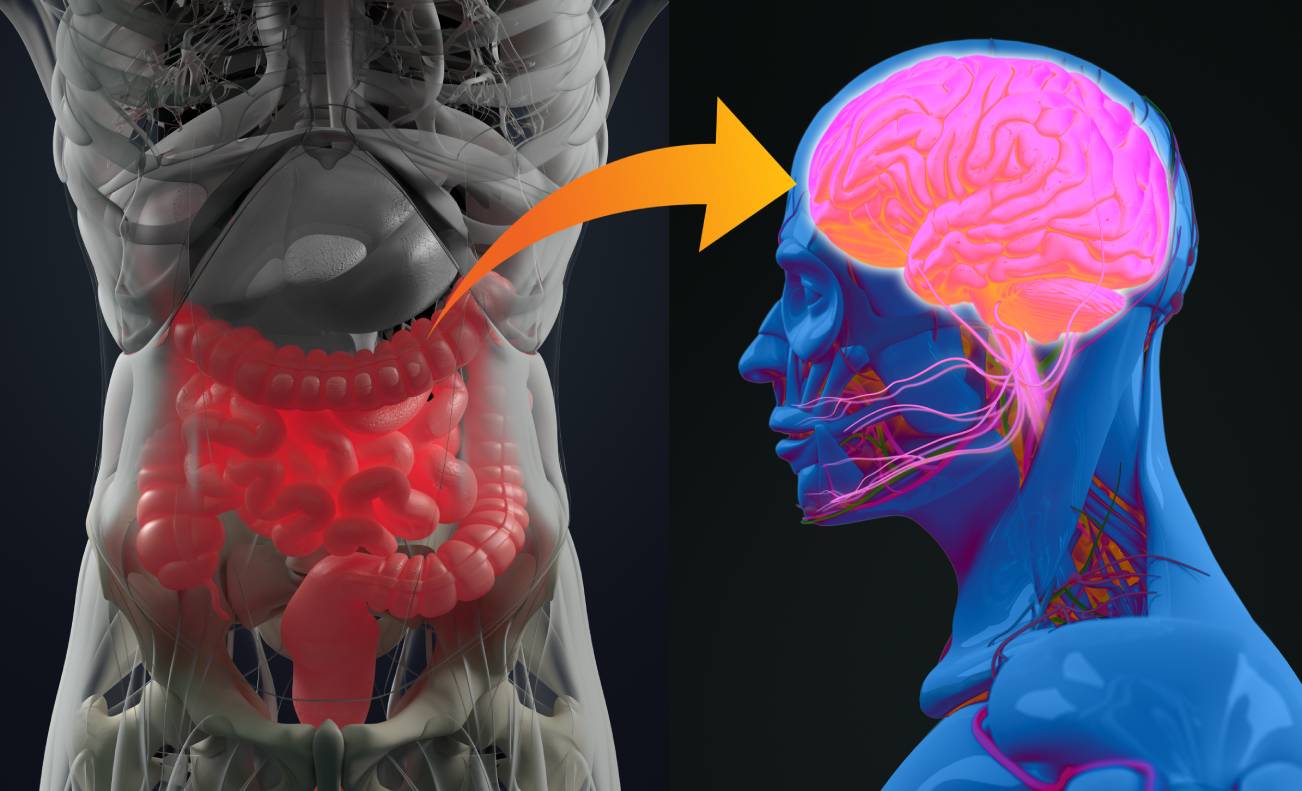 El “otro cerebro”: las neuronas que mueven nuestras tripas