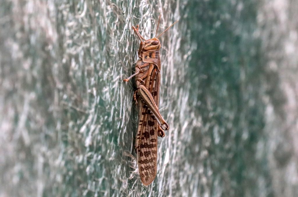 Cómo es la devoradora langosta que mantiene en alerta a Centroamérica