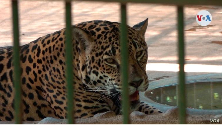 “No nos abandonen”: zoológico nacional de Nicaragua impactado por escasos fondos en plena pandemia