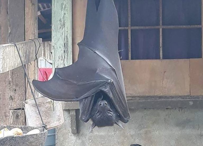 Murciélago de “tamaño humano” encontrado en Filipinas se viraliza