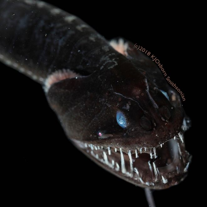 Los peces ultranegros que son capaces de atrapar la luz para hacerse “invisibles” para los depredadores