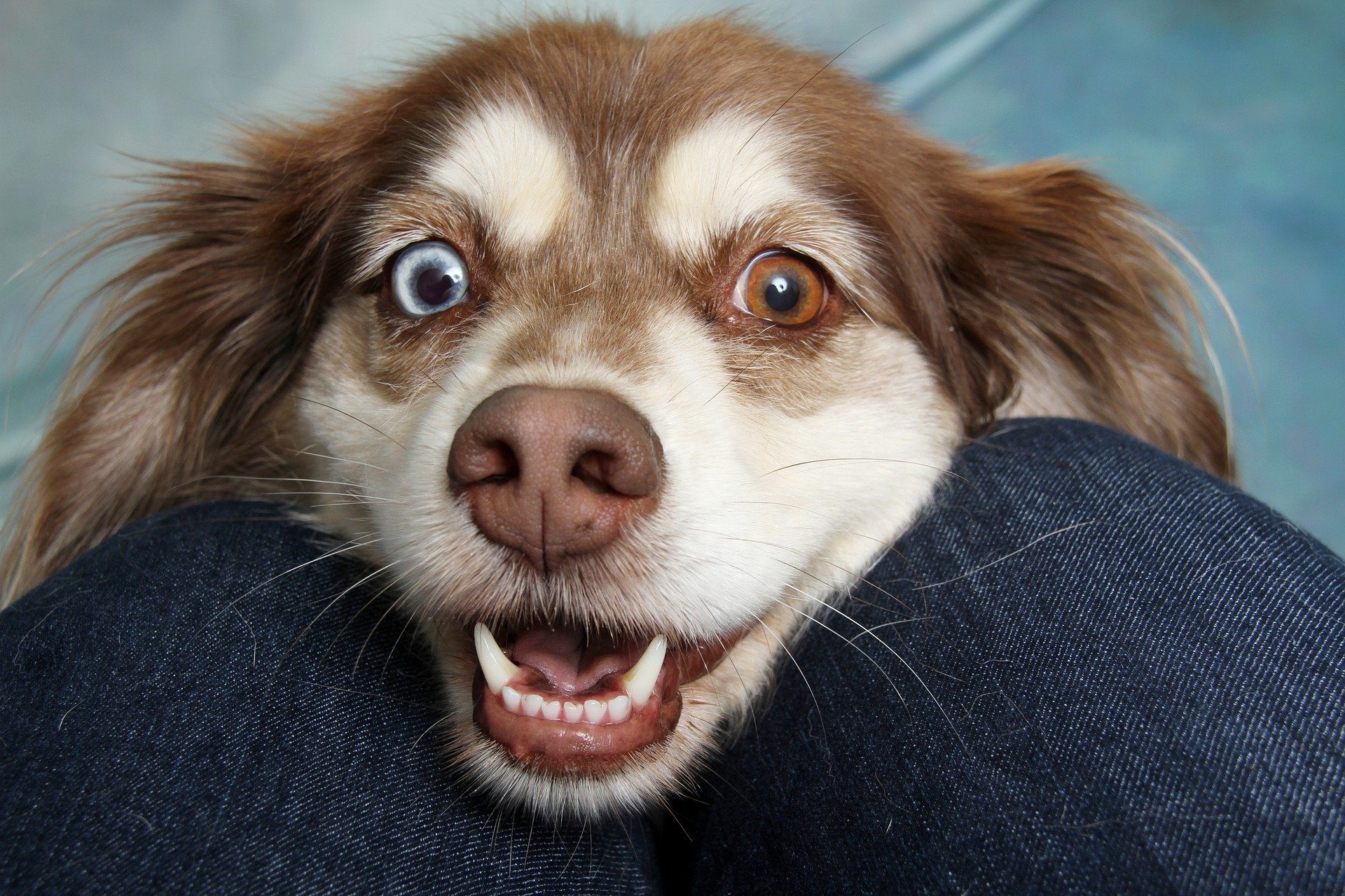 Día Mundial del Perro: 5 curiosidades para celebrar su día