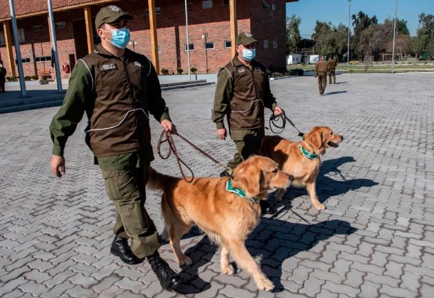 ¿Cómo detectarán enfermos de coronavirus los perros policía que está entrenando Chile?